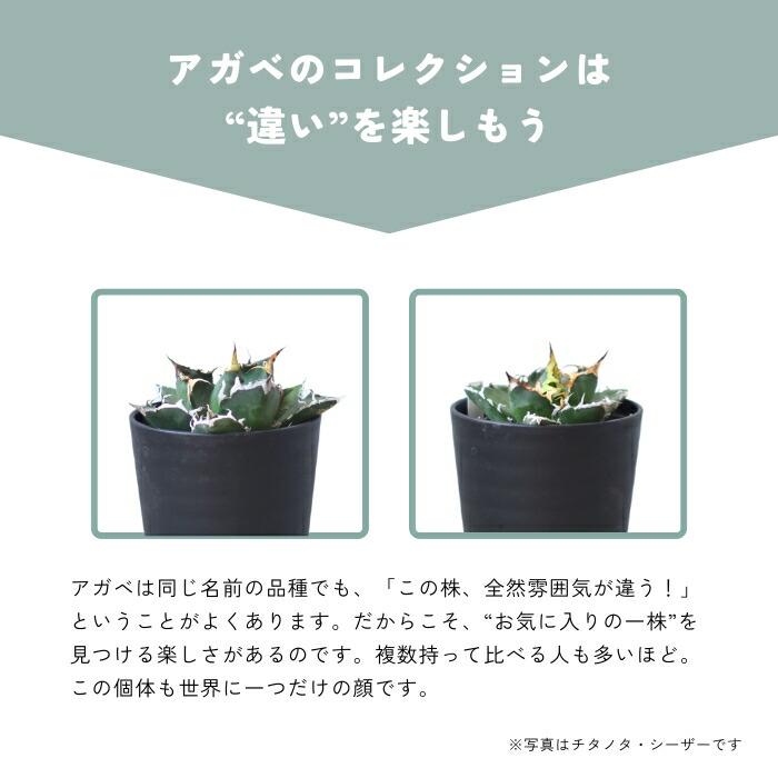 楽天市場】アガベ チタノタ おまかせ 人気品種 福袋 アソート 2種