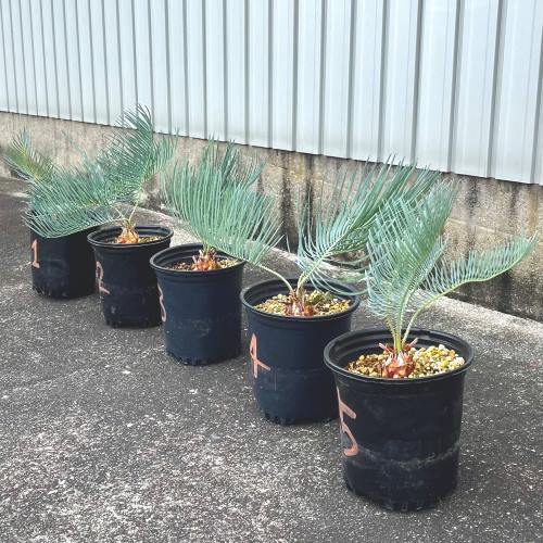 楽天市場】ディオーン エデュレ Dioon Edule 蘇轍 ソテツ コーデック