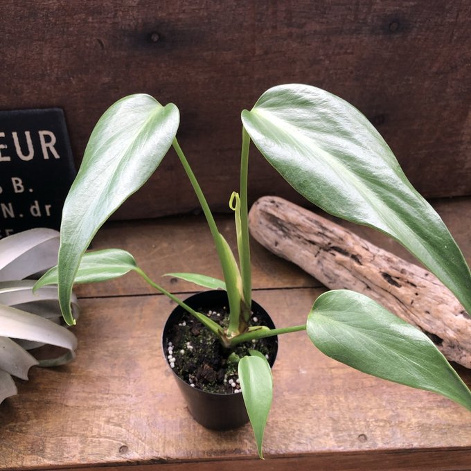 楽天市場】モンステラ 『バールマルクスフレーム』 希少品種 切れ込み