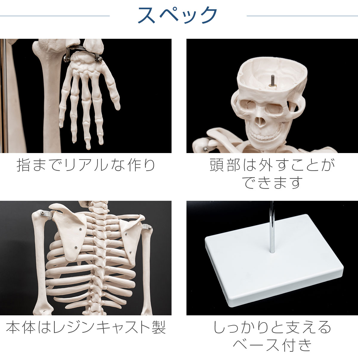 楽天市場】【楽天1位】人体模型 骨格模型 骨 約85cm 1/2モデル 展示