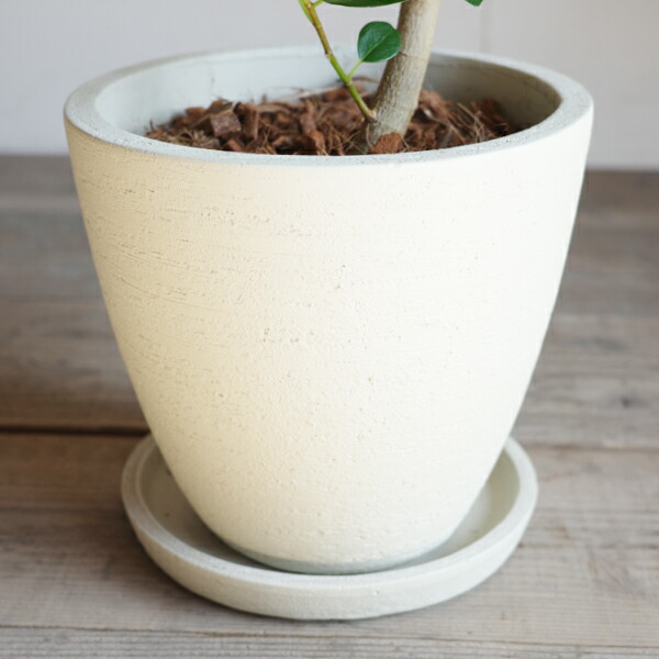 楽天市場】フランスゴム S字仕立て フランスゴムの木 ループ樹形 観葉