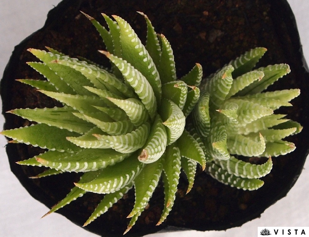 楽天市場】白鳥（ハクチョウ） ハオルチア属 多肉植物 9cmポット観葉