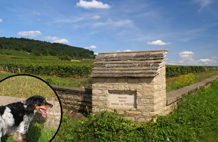 楽天市場】ボンヌ マール[2014]コント ジョルジュ ド ヴォギュエBonnes