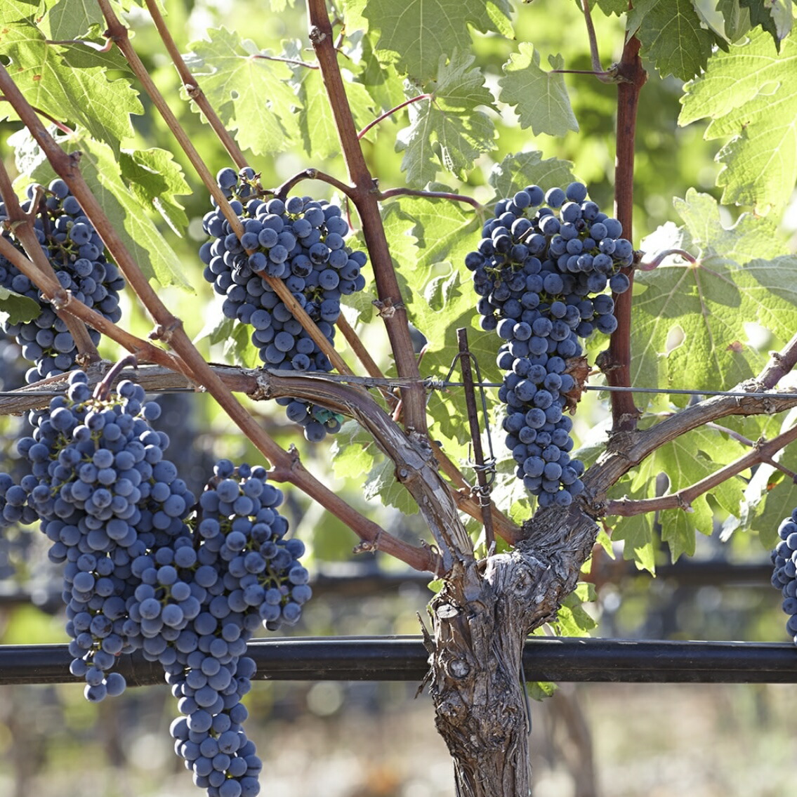 楽天市場】【4日～11日 エントリーでポイント10倍】【正規品】ケンゾー