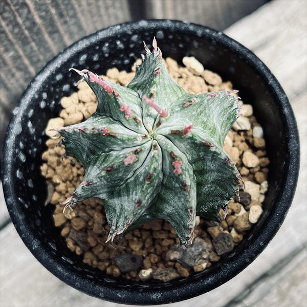 楽天市場】多肉植物：ユーフォルビア ホリダ*S 幅4cm ☆赤松実生