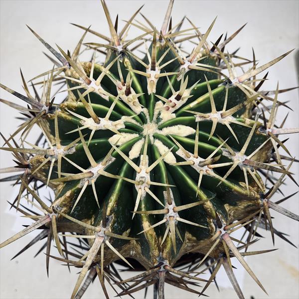 楽天市場】サボテン：フェロカクタス 強刺文鳥丸*幅17cm 現品！一品
