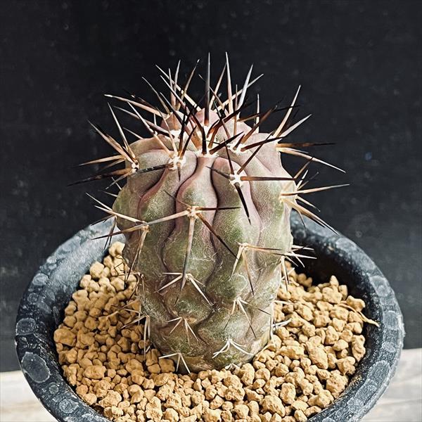 楽天市場】サボテン：コピアポア 黒王丸*幅3.5cm ☆赤松実生 現品