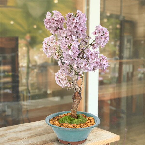 楽天市場】本：MIST LOVERS -Rainforest Plants-*資材 : 遊恵盆栽 楽天