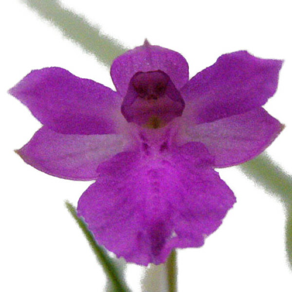 楽天市場】【花なし株】 イサベリア プルケラ Isa.(Nla.)pulchella