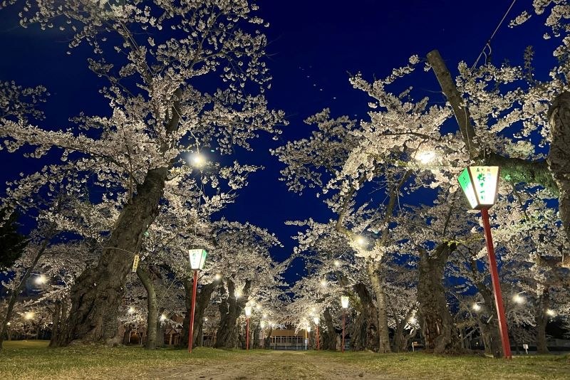 観測史上最速の開花 北海道の花見はいつ？「桜前線」ついに上陸！＜道