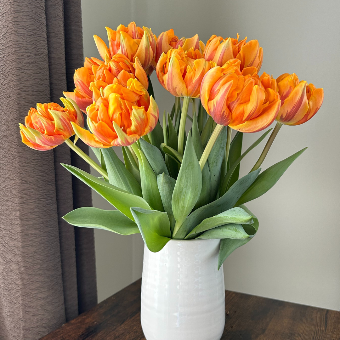 Tulip Orange Princess (20 Bulbs) - Two Sisters Flower Farm