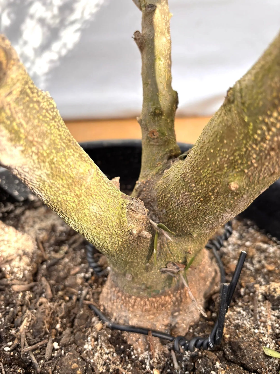 NEWネバディロブランコ（オリーブの木）｜XLサイズ｜NO.2102｜約200cm