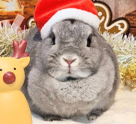 ネザーランドドワーフ AA7 スクワーレル 女の子 うさぎ専門店 うさぎ舎