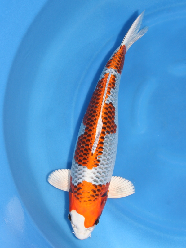 錦鯉 鯉 販売 通販 ネット販売 参考出品 立て鯉 2歳 孔雀 45cm - 錦鯉