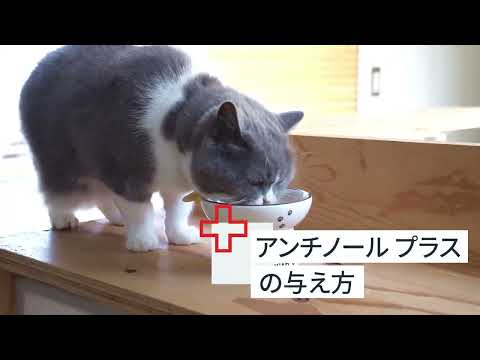 犬のサプリメント【アンチノール プラス】– ベッツペッツ公式サイト
