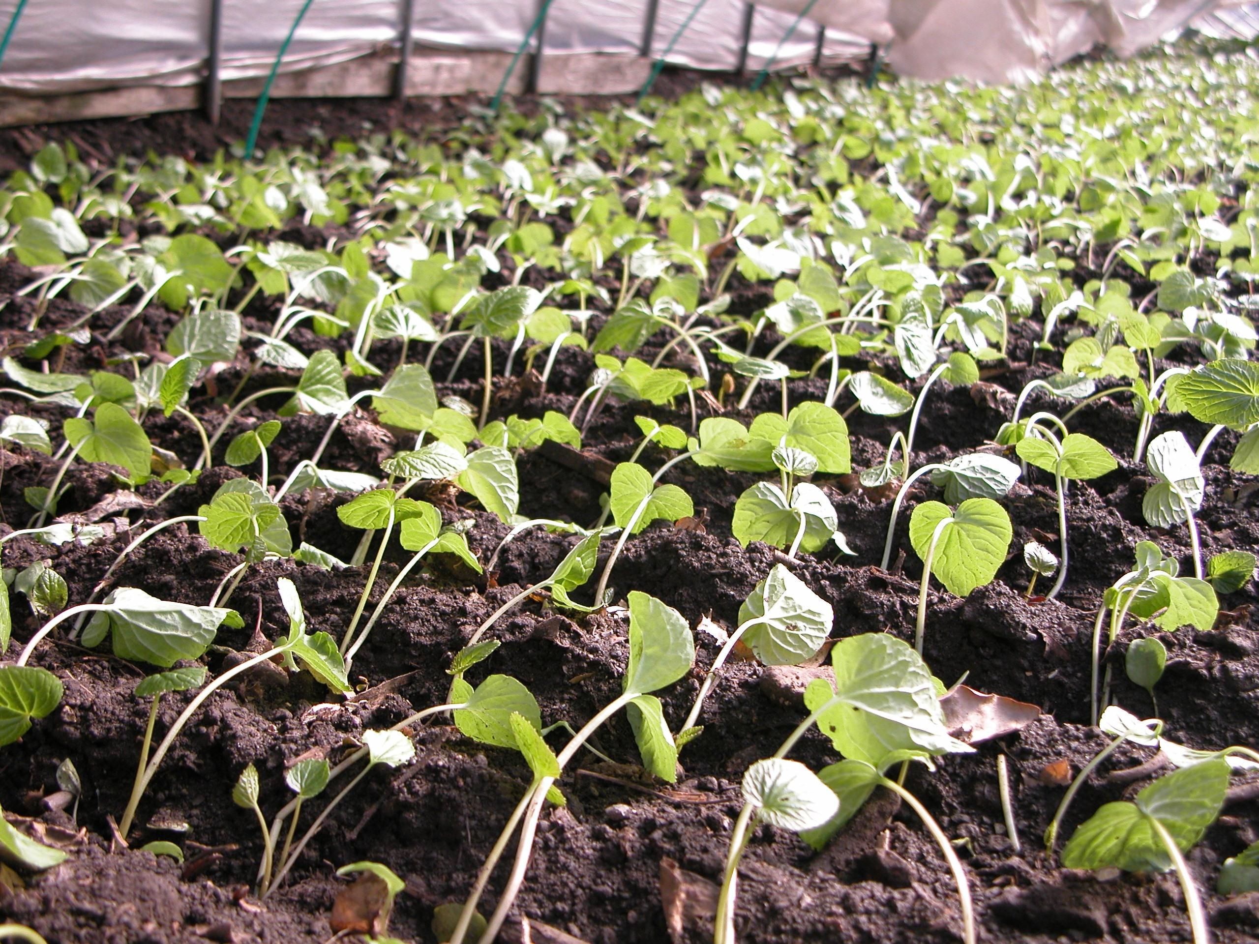 わさび苗 1束（10本） - 静岡市有東木で400年続く日本最古のわさび農家