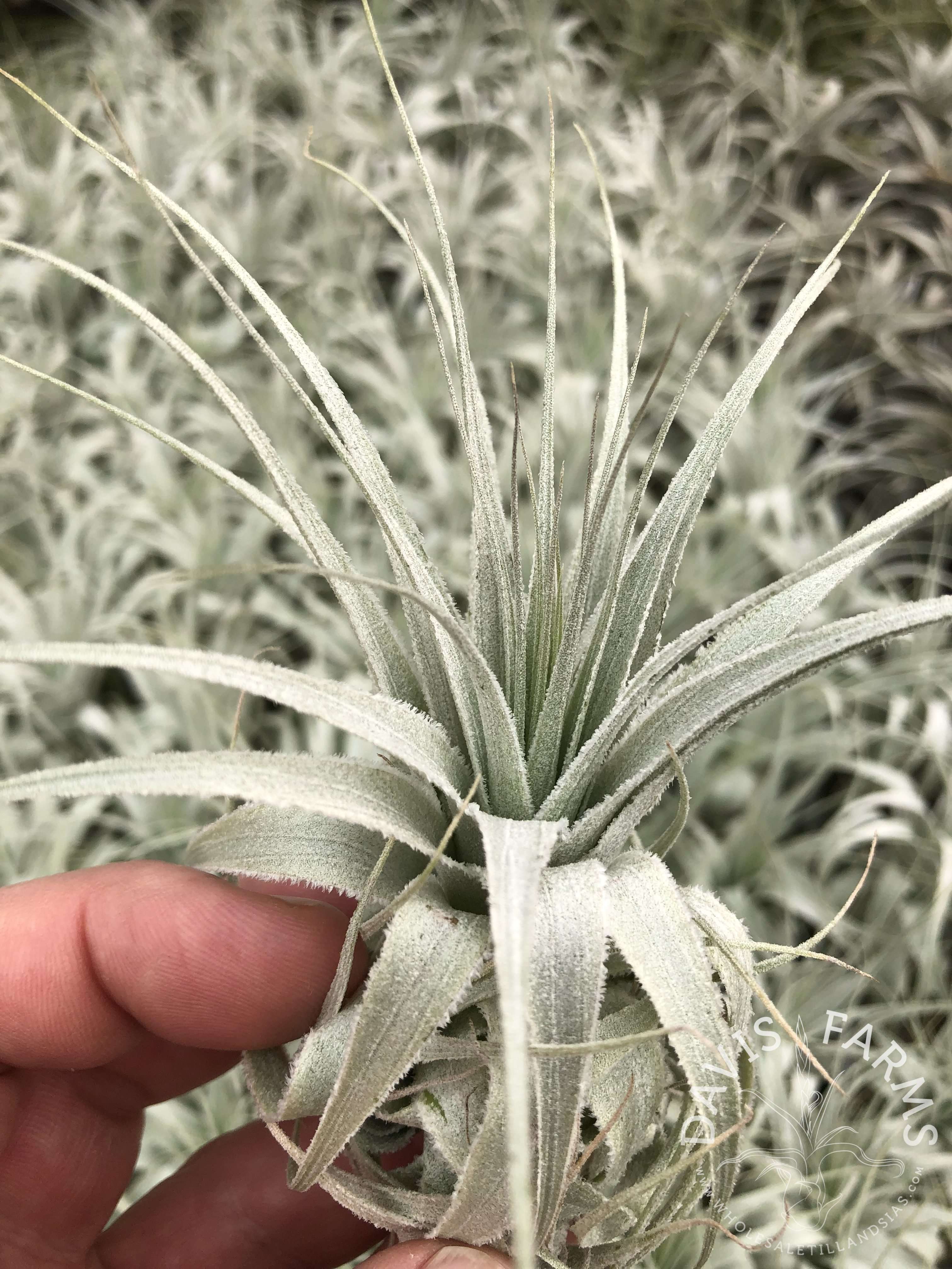 Tillandsia gardneri v. rupicola - Davis Farms Wholesale Tillandsias
