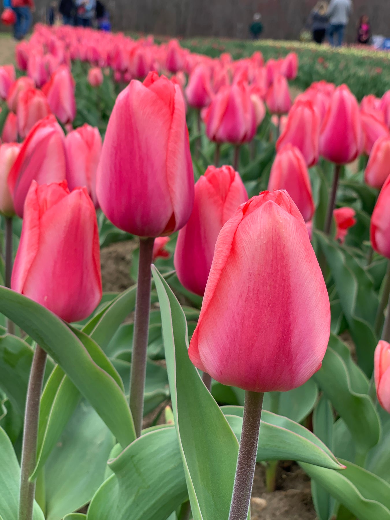 Barre Alta Tulip - 25 per bag – Wicked Tulips Flower Farm