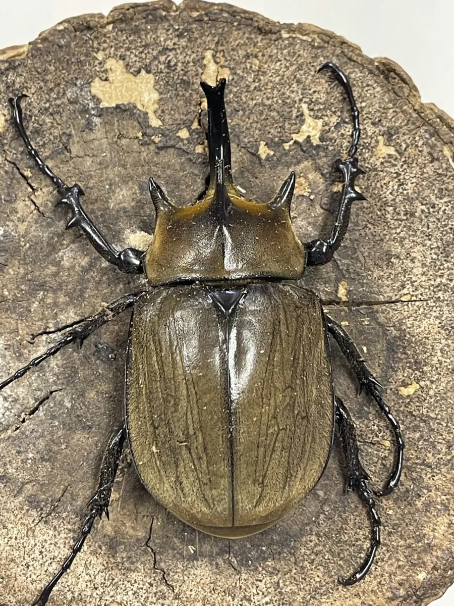 ギアスポリオンゾウカブト 96ミリペア - クワガタ横丁