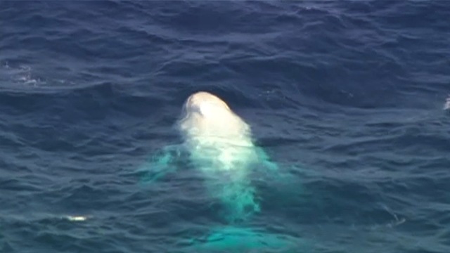 全身真っ白のクジラ、姿現す 豪(1/2) - CNN.co.jp