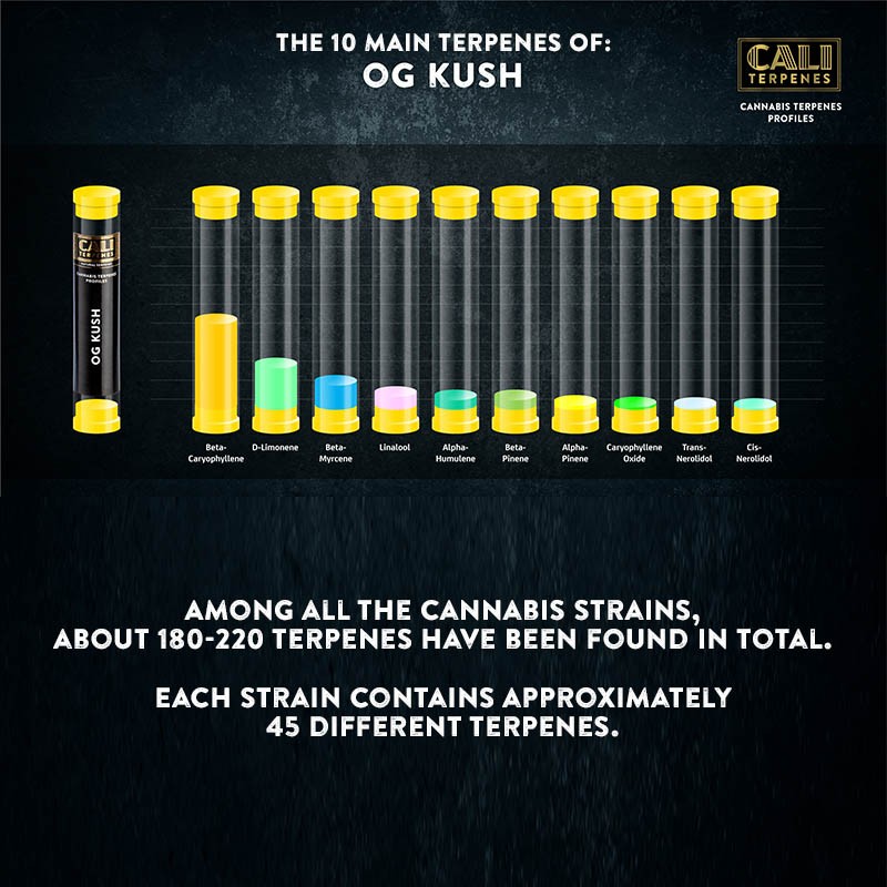 Terpeni OG Kush, aroma classico a Kush