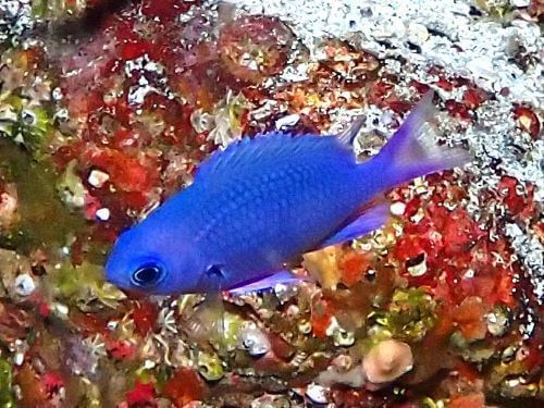 ほぼほぼ分からないボロカサゴ＠柏島｜ダイビングショップアリエス