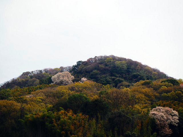 奥迫川の桜（大山桜）～岡山市灘崎町～ | 地球の歩き方