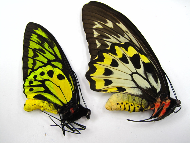 アカメガネトリバネアゲハ・メガネトリバネアゲハ販売/クワガタ販売