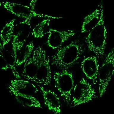 MitoView™ Mitochondrial Dyes - Atlantis Bioscience Pte Ltd