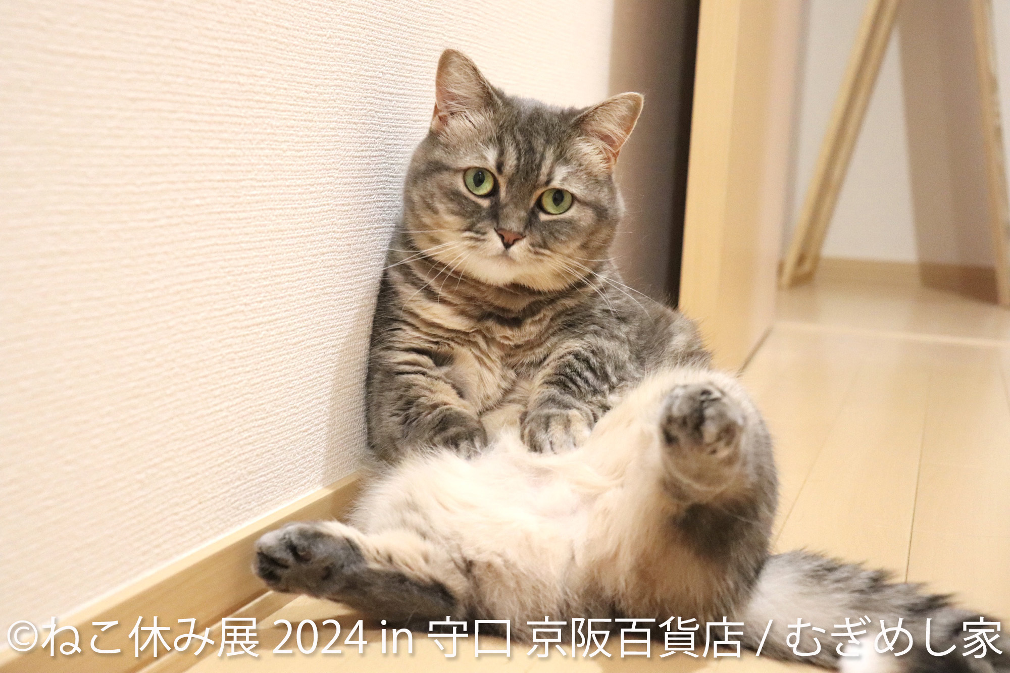 守口市初上陸！累計100万人以上動員の大人気猫作品展 「ねこ休み展」4