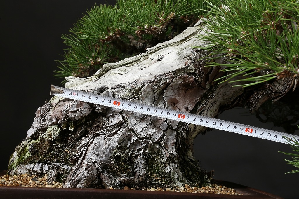 黒松 約150年 | 雨竹亭オンラインショップ