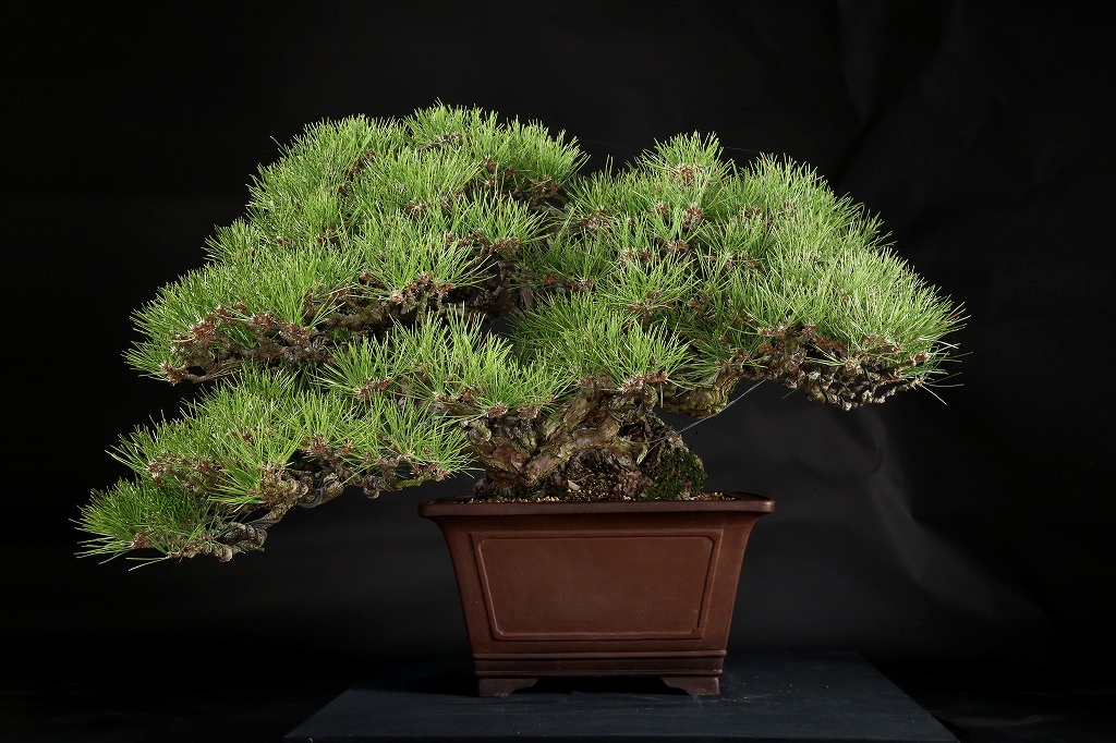 黒松 約150年 | 雨竹亭オンラインショップ