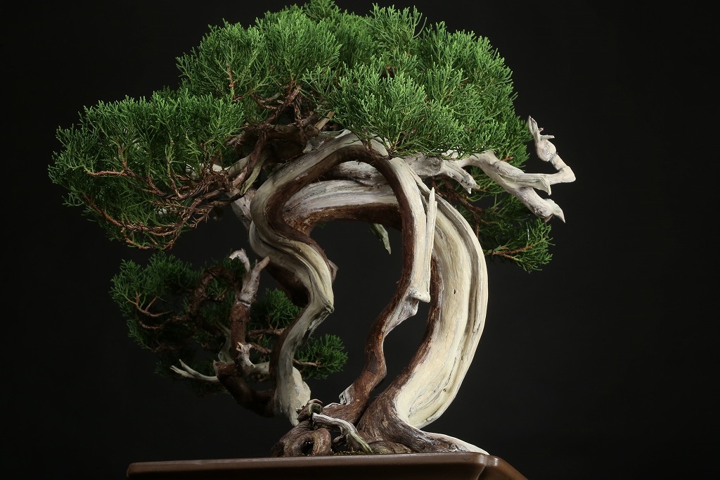 糸魚川真柏 約120年 | 雨竹亭オンラインショップ