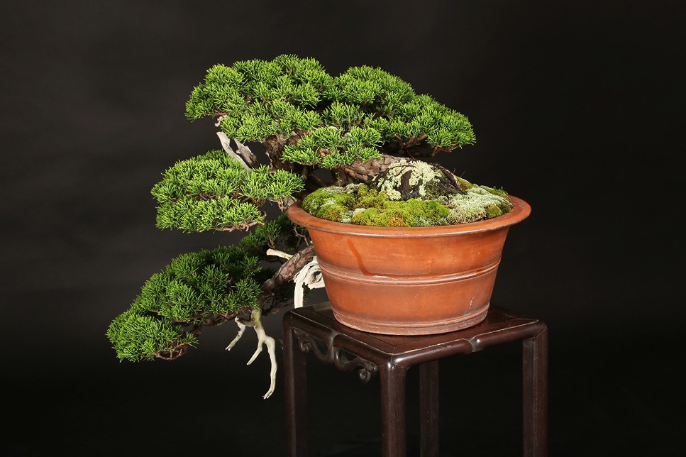 真柏 約120年 | 雨竹亭オンラインショップ