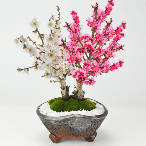 紅梅と白梅の二本植えの盆栽｜盆栽妙 – 盆栽妙 本店