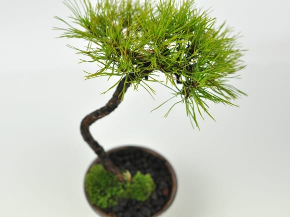 赤石赤松 文人木の盆栽を販売｜盆栽妙 – 盆栽妙 本店