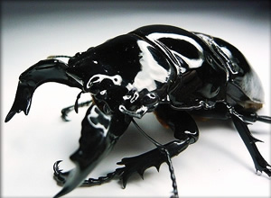 タランドゥスオオツヤクワガタ | 佐賀県産のオオクワガタ通販専門店