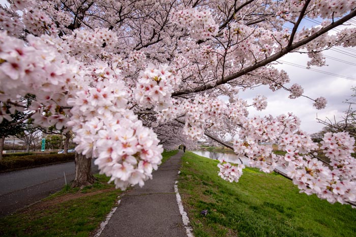 岩槻文化公園（岩槻区）満開の桜（ソメイヨシノ等）／公園へ行こう！