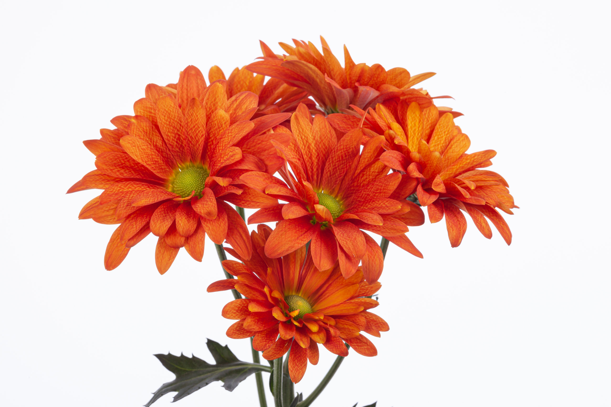 Atlantis Orange – Golden Flowers