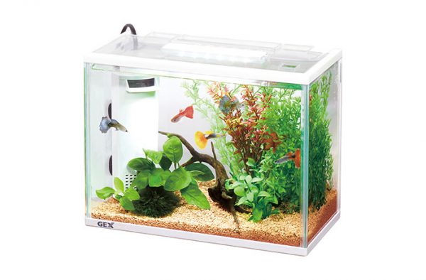 熱帯魚飼育の第一歩！水槽の立ち上げ方 熱帯魚 観賞魚 アクアリウム