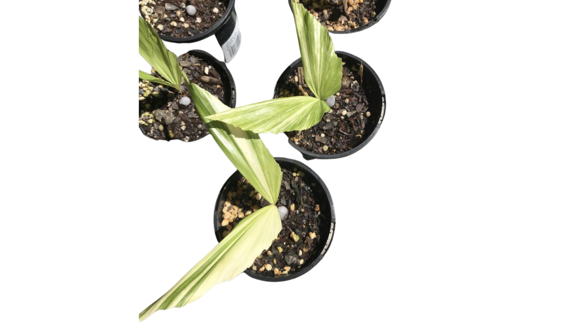 Caryota mitis variegated - Gilian Plants