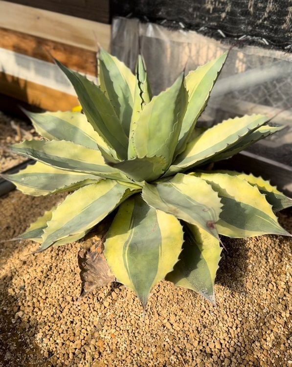 ovatifolia variegated 'ORCA' - アジアアロワナ・アクリル水槽・淡水
