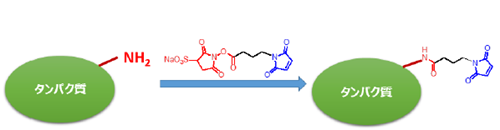 GMBS / Sulfo-GMBS G005_S025 取扱説明書 | DOJINDO