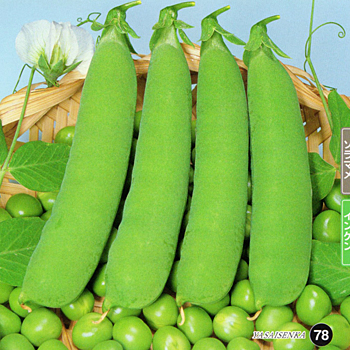 まめ太郎[実えんどう] - e-種や｜国内最大級の野菜種・花種・苗・農業