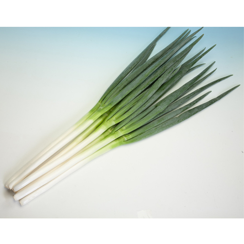 夏柱(MKS-N43)[ネギ]※次回入荷未定 - e-種や｜国内最大級の野菜種・花