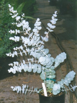 ユーカリファーム - 弊社取り扱いユーカリ品種【価格表】