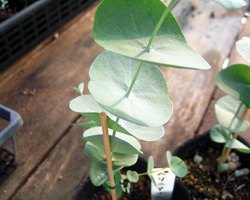 ユーカリファーム - ユーカリ品種の紹介