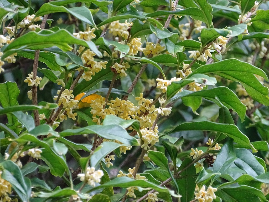 キンモクセイ（金木犀） - ［公式］水前寺江津湖公園｜熊本市の公園
