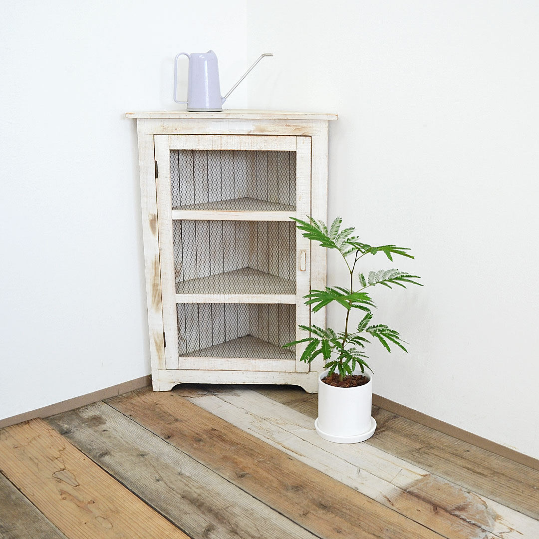 観葉植物の販売・ギフトならフラワーコーポレーション / 観葉植物