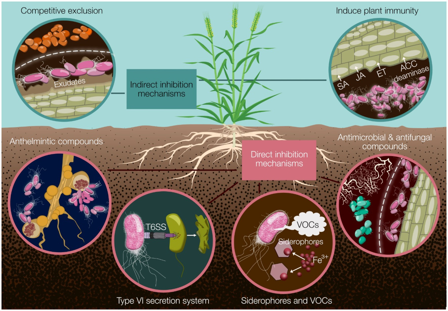 Frontiers | Harnessing Pseudomonas spp. for sustainable plant crop